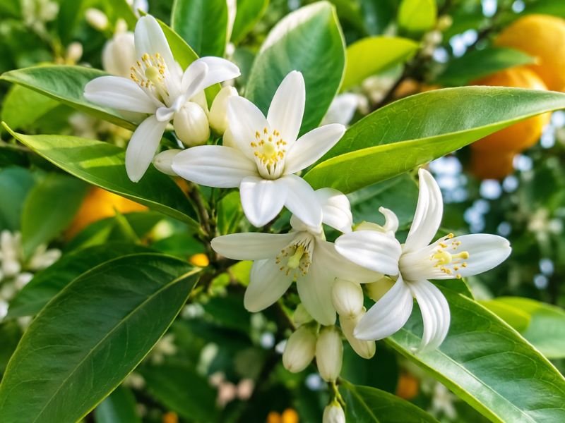 Fresh orange blossom flowers on an orange tree